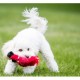Kong Wild Knots voor de hond