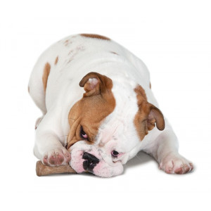 Petstages Dogwood Stick voor honden