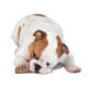 Petstages Dogwood Stick voor honden