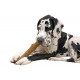 Petstages Dogwood Stick voor honden