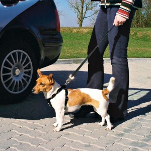 Wandel- en Autoharnas met Gordel voor de hond