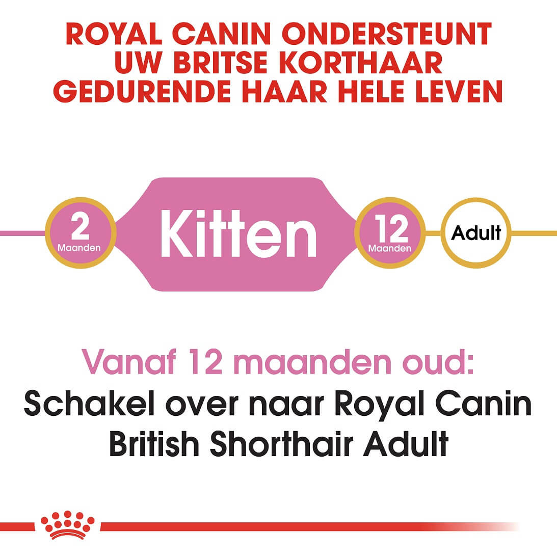 Royal Canin Kitten British Shorthair kattenvoer