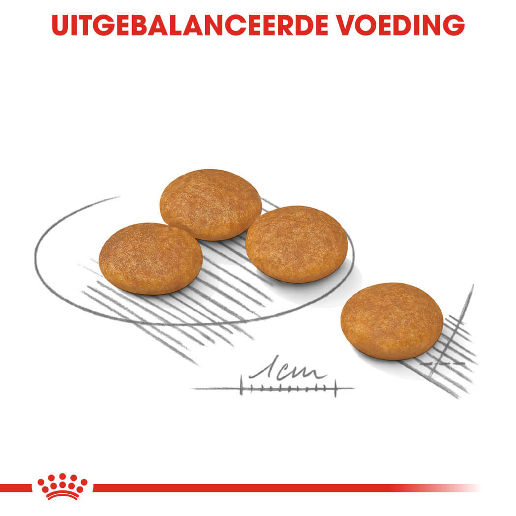 Royal Canin Mini Dermacomfort hondenvoer