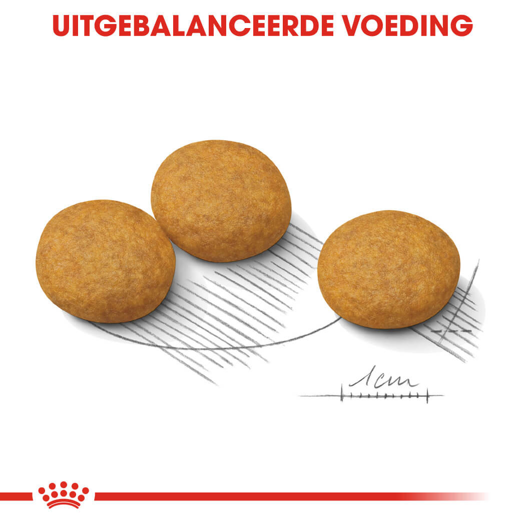 Royal Canin Medium Dermacomfort hondenvoer