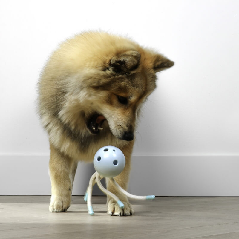 zonsopkomst Mars Verwaand Petit Kauwspeelgoed Milo hond | Goedkoop | Ruim assortiment