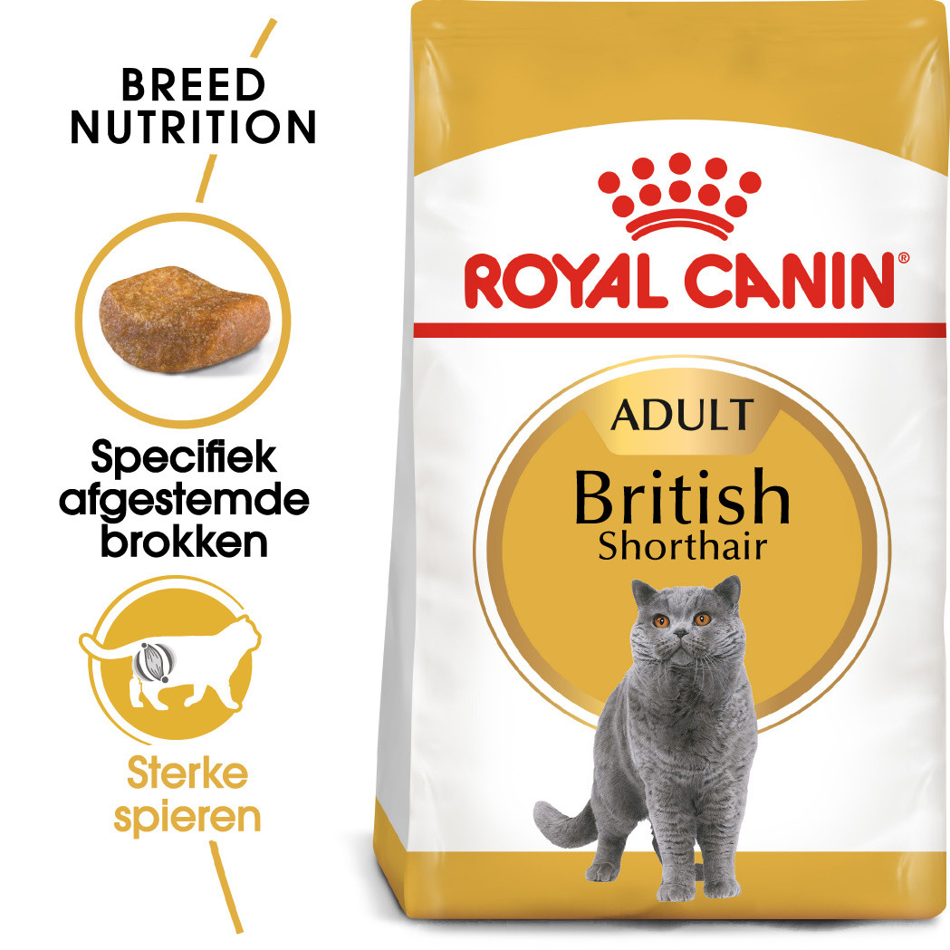 Ithaca vertaler menigte Royal Canin Adult British Shorthair kattenvoer kunt u bestellen bij