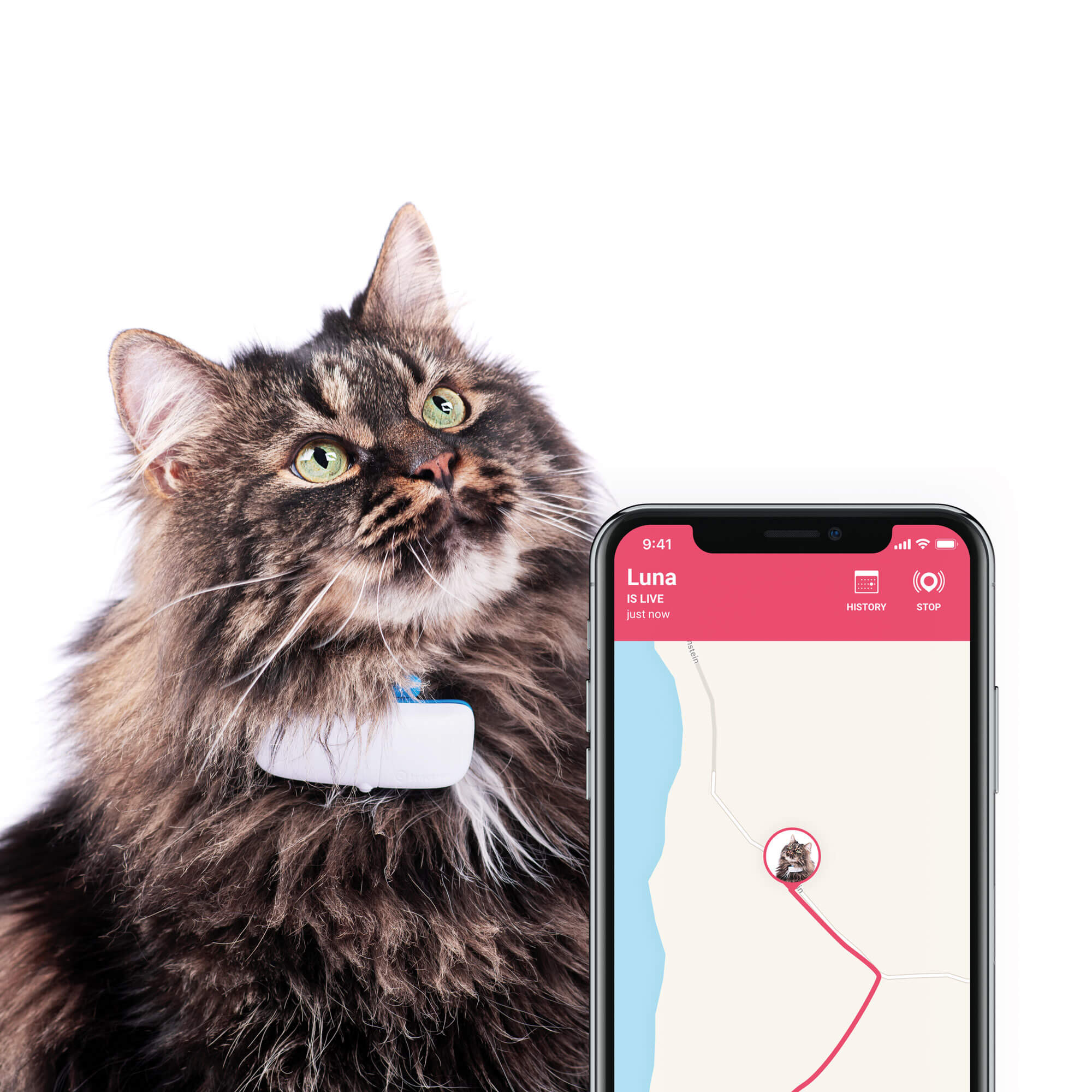 Tractive GPS Tracker met activity monitoring voor katten Voordelig