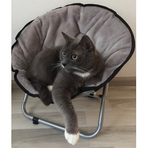 Relaxstoel voor de kat en kleine hond