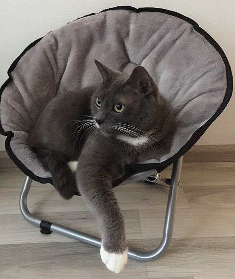 Relaxstoel voor de kat en kleine hond