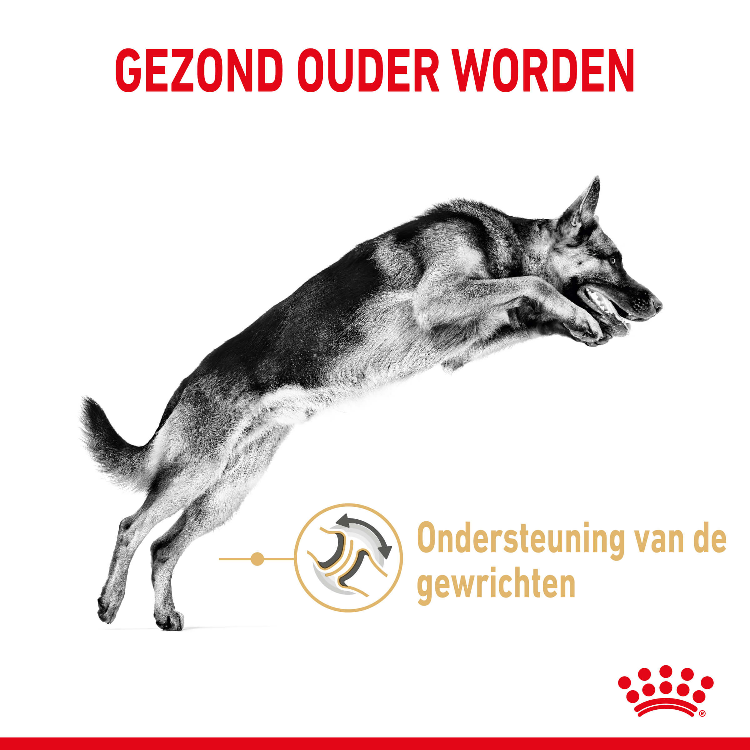 Royal Canin Adult 5+ German Shepherd hondenvoer