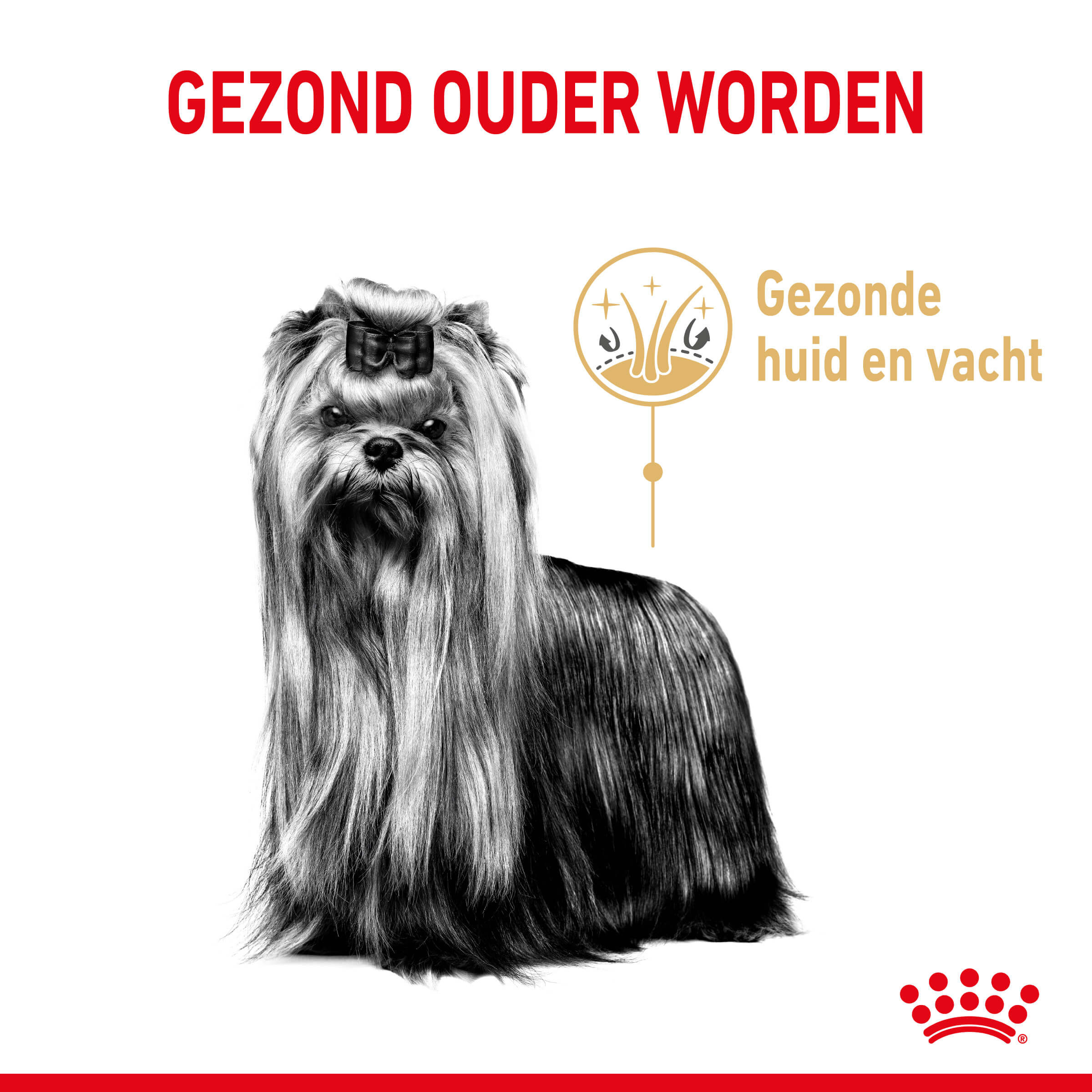 Royal Canin Adult 8+ Yorkshire Terriër hondenvoer