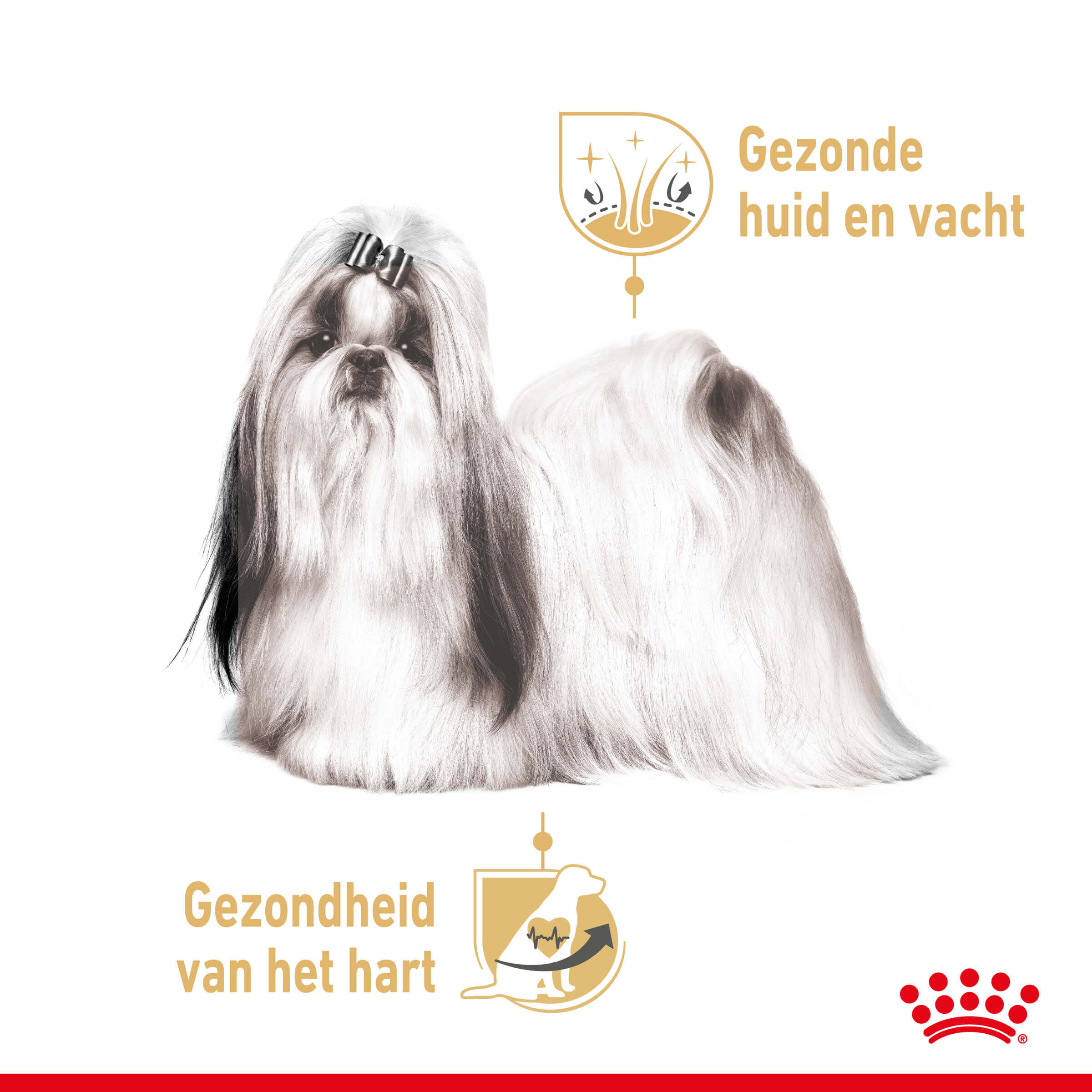 Royal Canin Adult Shih Tzu natvoer