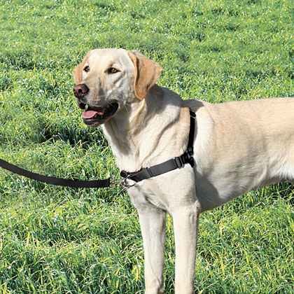 Walk Tuig voor de hond