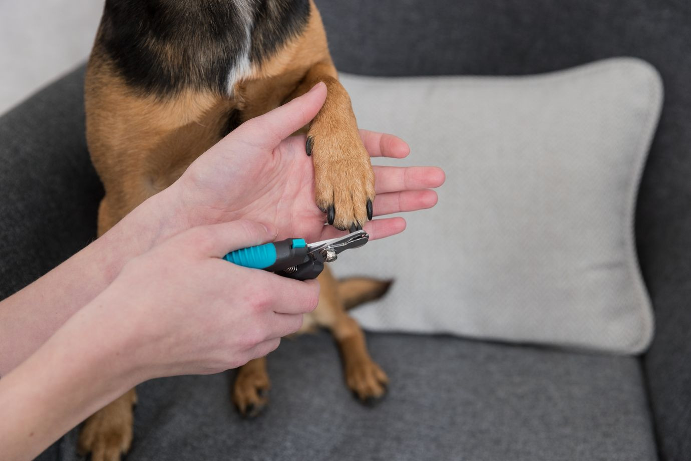 Nageltang klein voor de hond