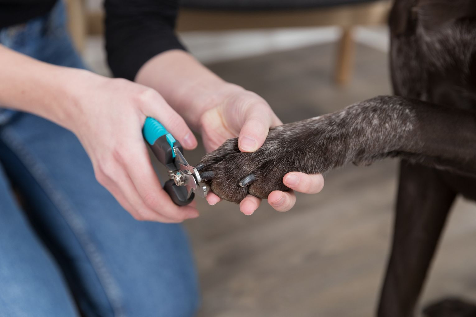 Nagelschaar groot voor de hond