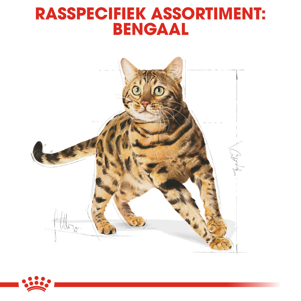 Royal Canin Adult Bengal kattenvoer