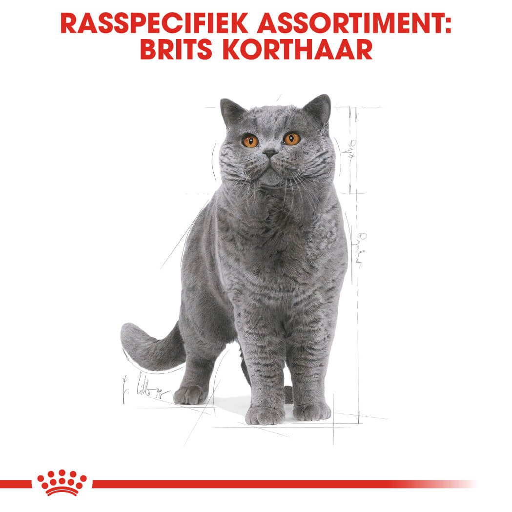 Royal Canin Adult British Shorthair kattenvoer