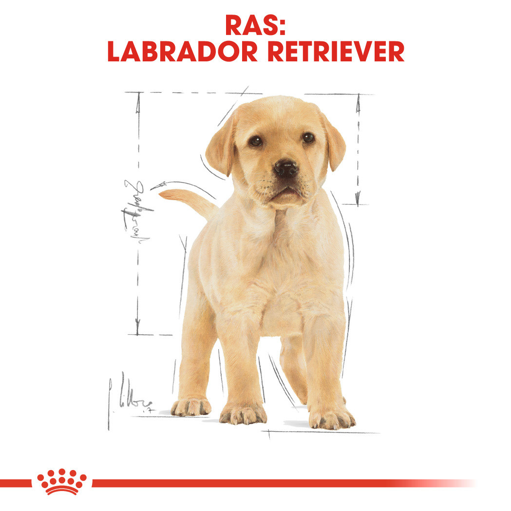 Royal Canin Puppy Labrador Retriever hondenvoer