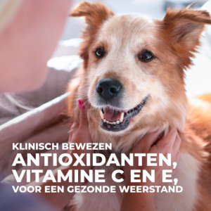Hill's Adult Large Breed met kip hondenvoer