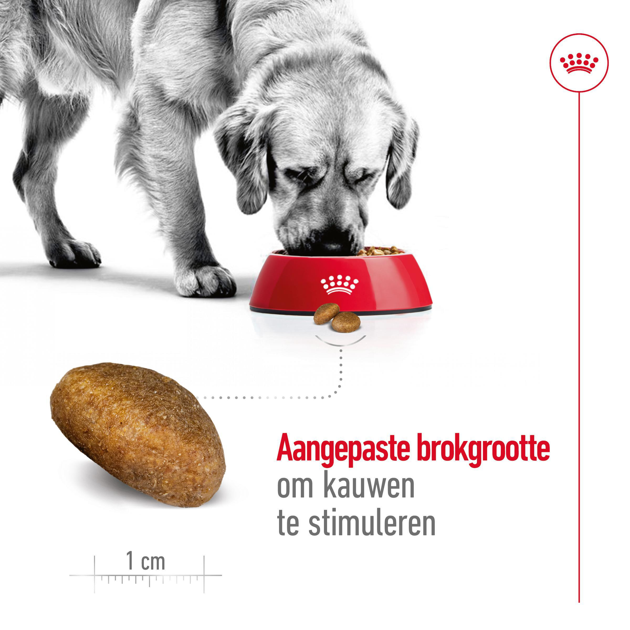 Royal Canin Maxi adult Hondenvoer