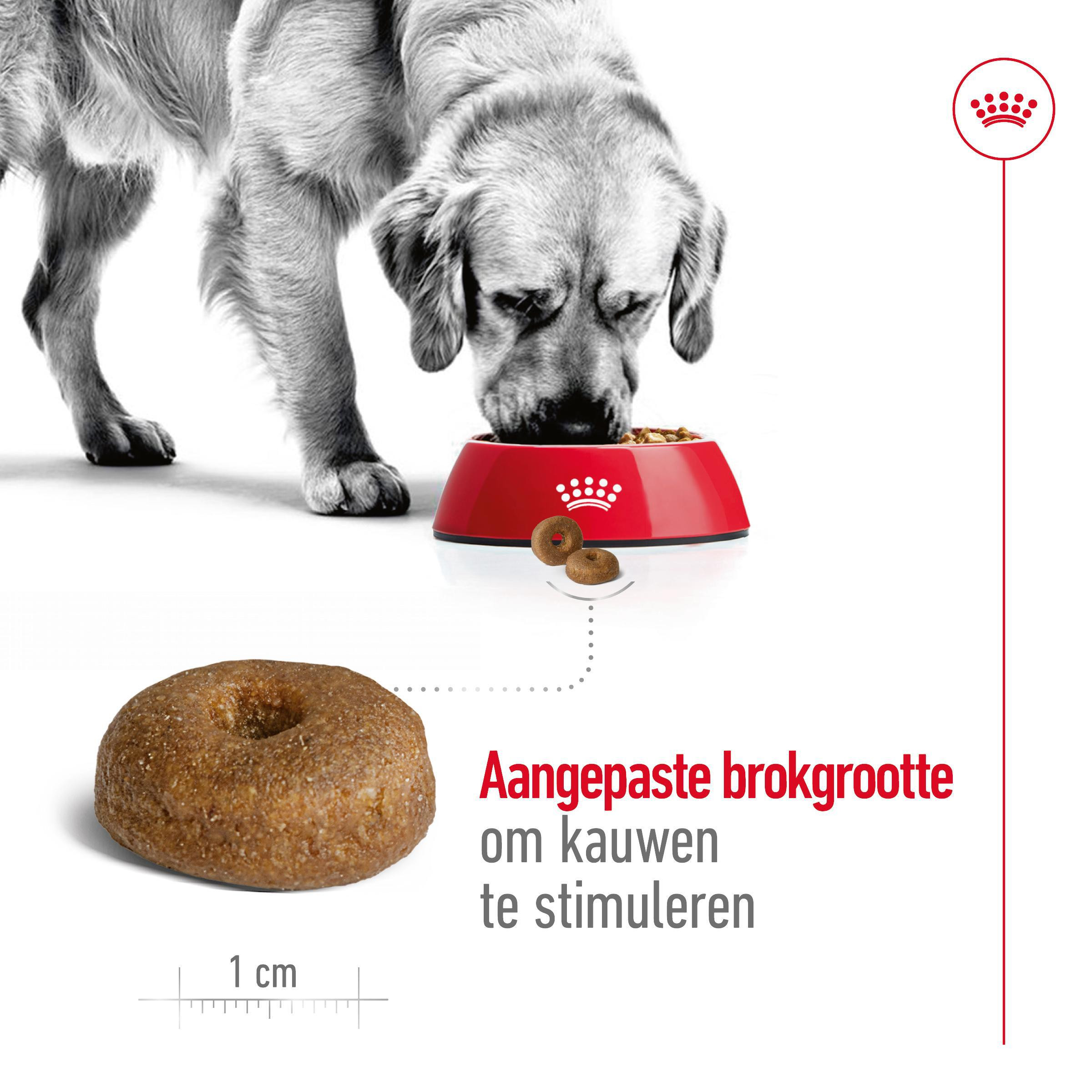 Royal canin Maxi Ageing 8+ hondenvoer