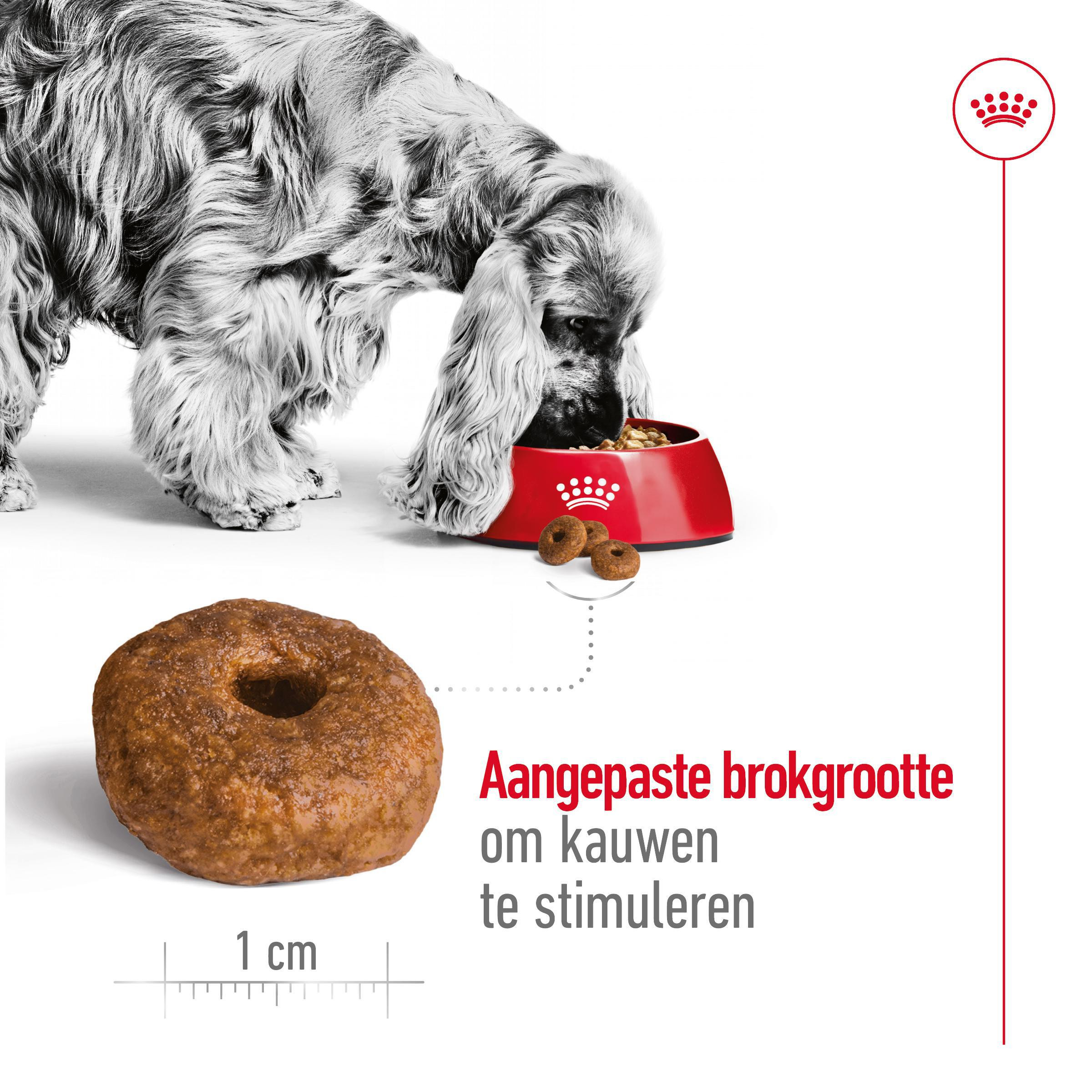 Royal Canin Medium Ageing 10+ hondenvoer