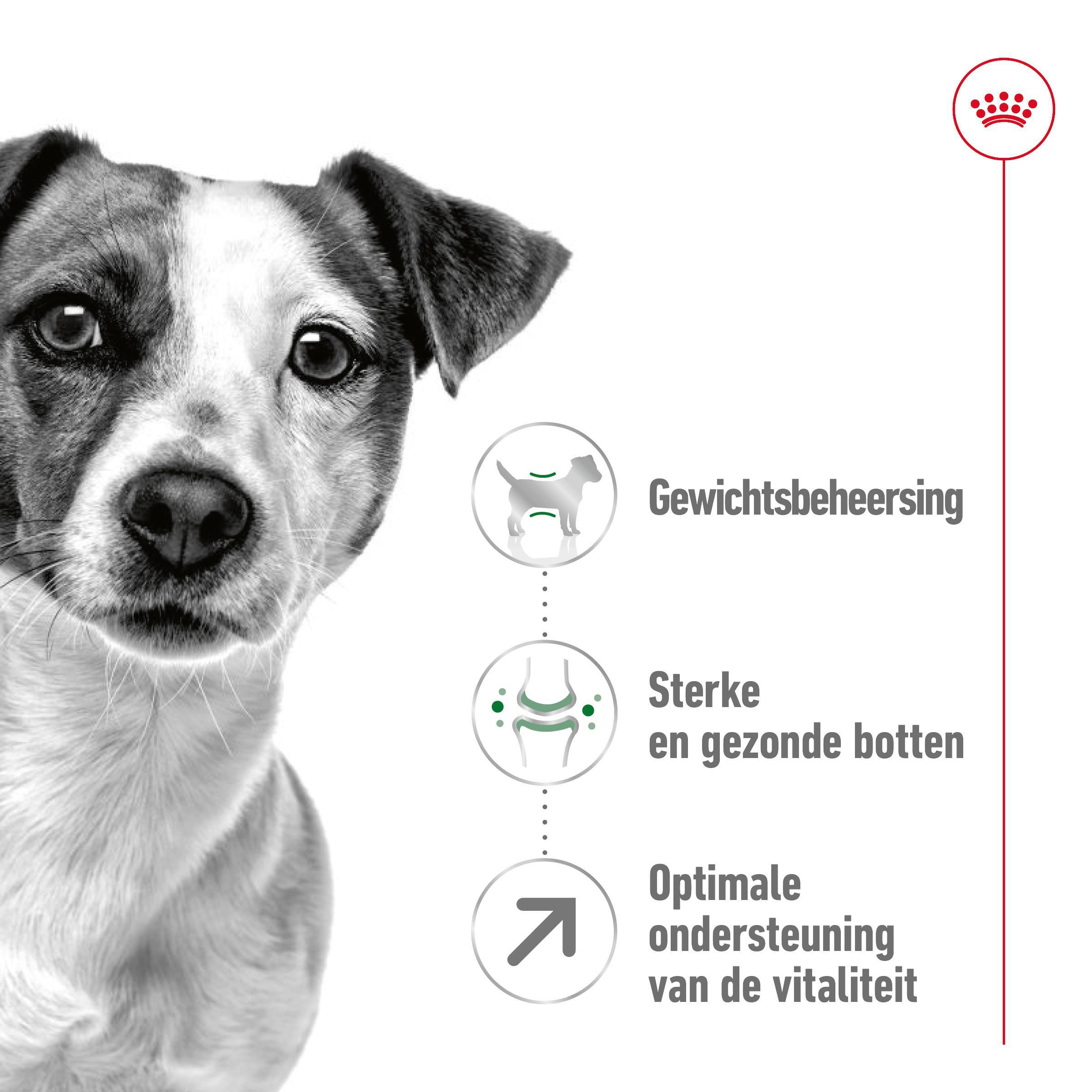 Royal Canin Mini Adult 8+ hondenvoer