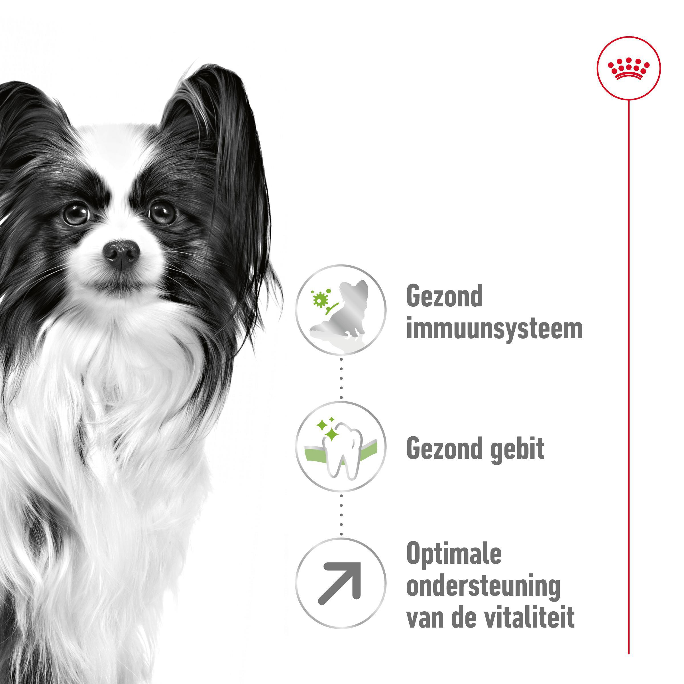 Royal Canin X-Small Adult 8+ hondenvoer