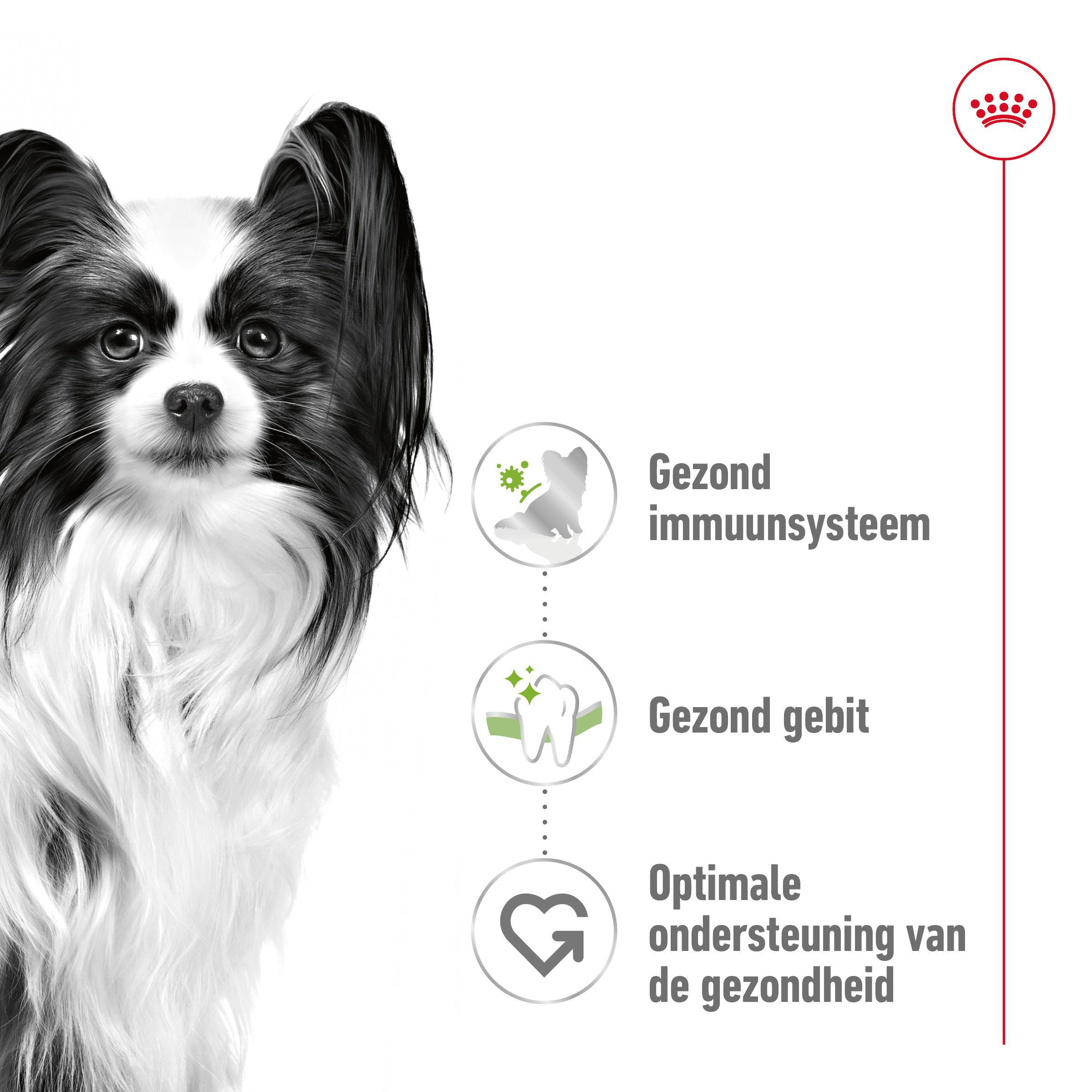 Royal Canin Mini X-Small Adult voor de hond