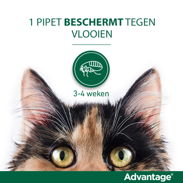 Advantage Nr. 80, Vlooienmiddel voor katten