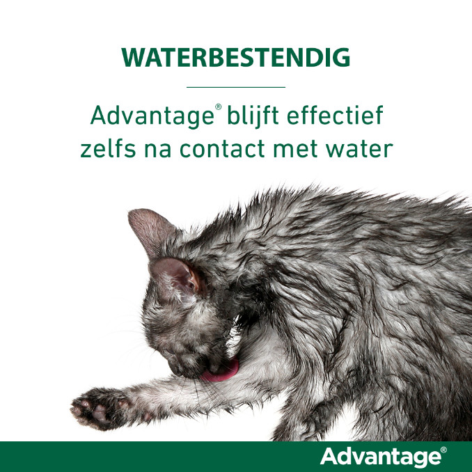 Advantage Nr. 80, Vlooienmiddel voor katten