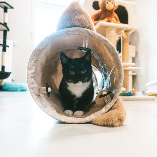 Speeltunnel Cozette voor de kat