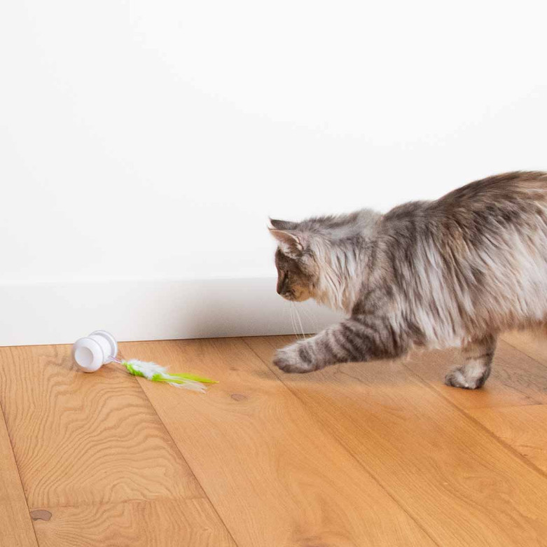 Racing roller kattenspeelgoed