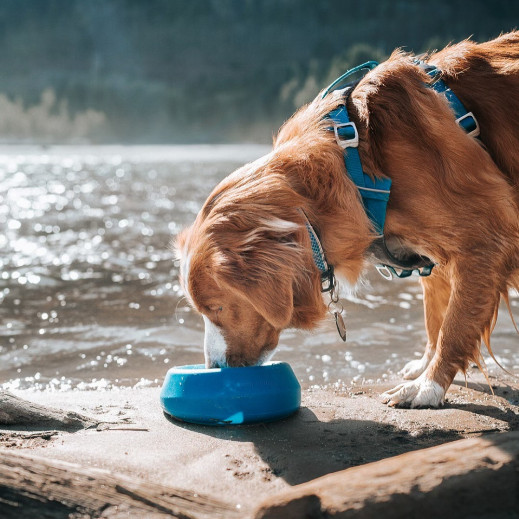 Kurgo Splash Free Wander Bowl voer- en waterbak hond (blauw)