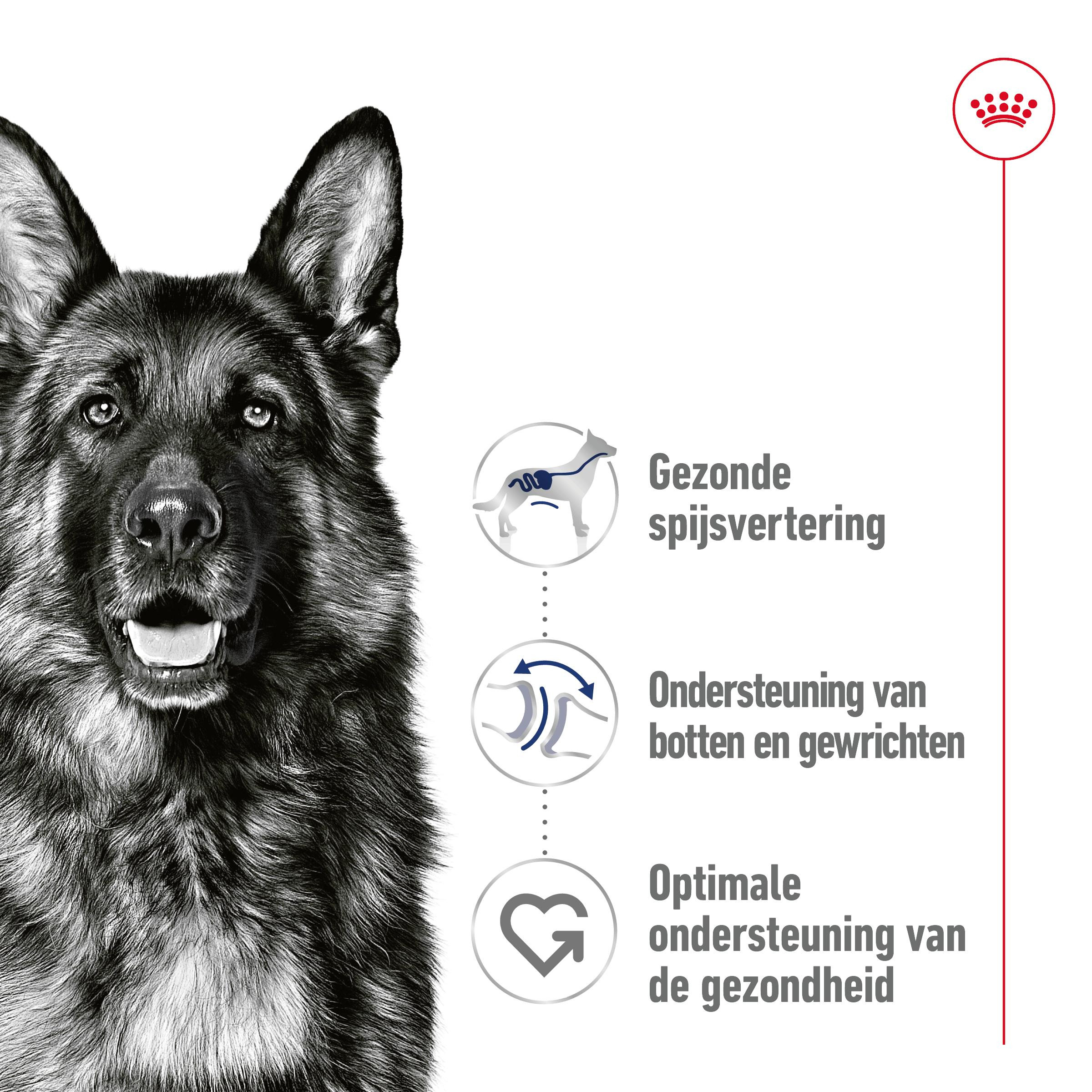 Royal Canin Maxi Adult Loaf natvoer hond