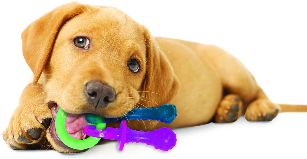 Nylabone Puppy Teething Chew bijtring (baconsmaak)