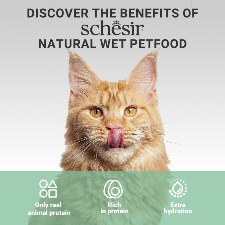 Schesir Tonijn met garnalen in gelei, natvoer voor katten, ingeblikt, 100% natuurlijk, met extra vitaminen, 12 x 85 g