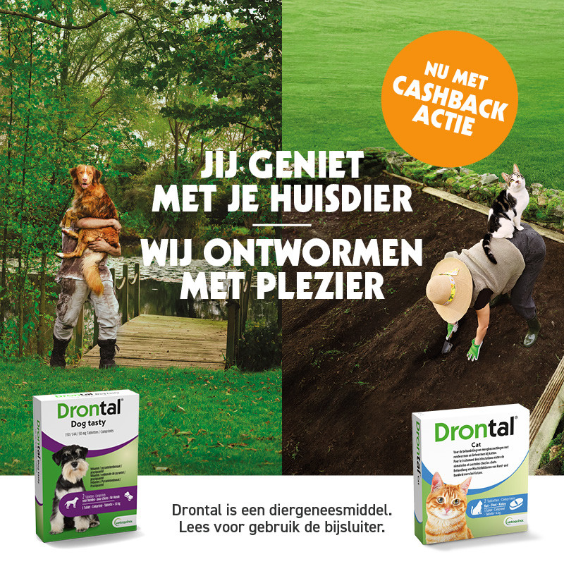 Drontal Large Dog / XL 525/504/175 mg ontwormingsmiddel