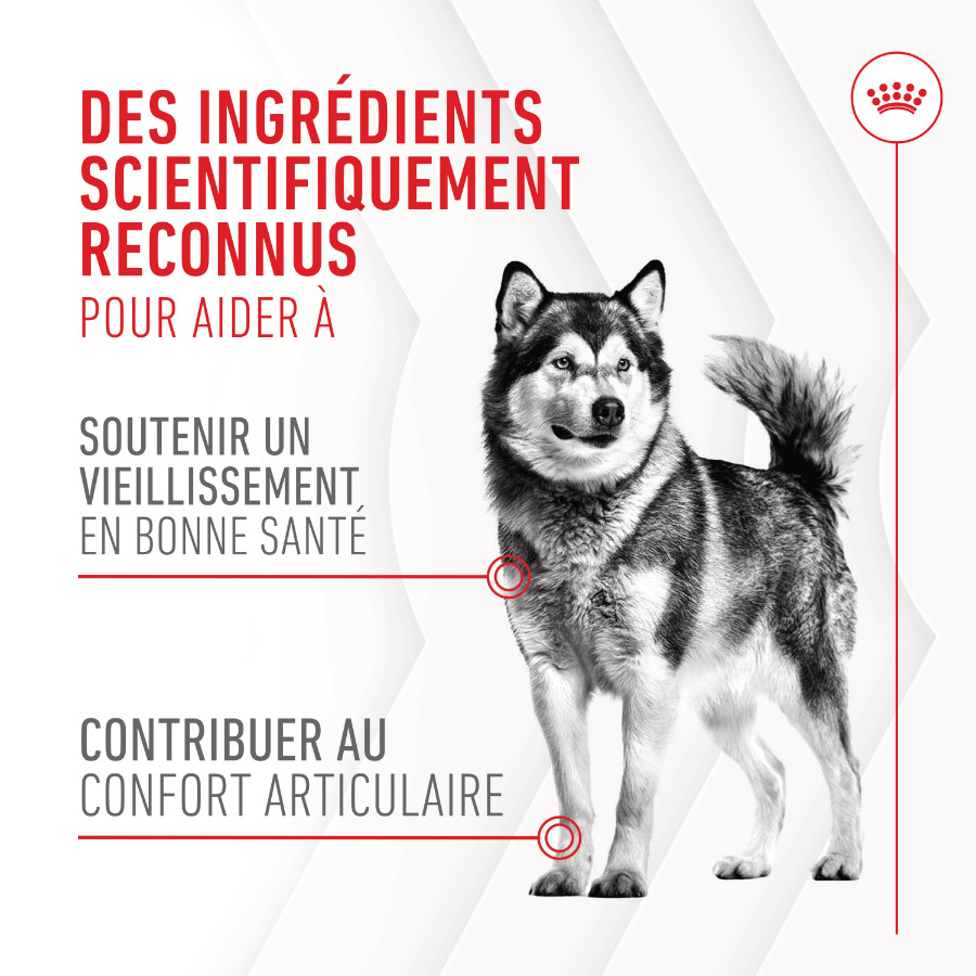 Royal Canin Joint & Ageing Chews voedingssupplement hond