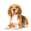 Beagle hondenvoer
