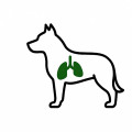 Luchtwegen en longen hond