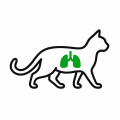 Luchtwegen en longen kat