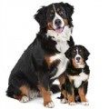 Hond