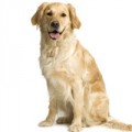 Golden Retriever hondenvoer