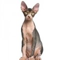 Sphynx kattenvoer