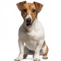 Jack Russell hondenvoer