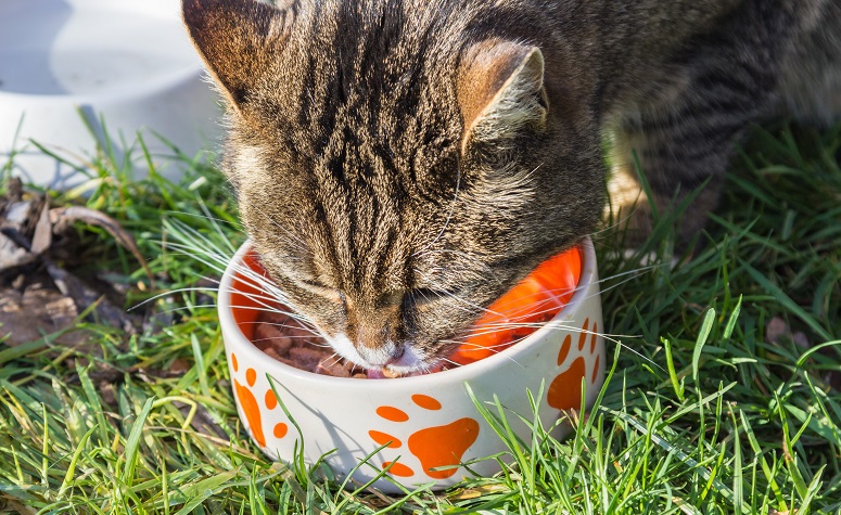 Skal min kat eller tørfoder? - Brekz.dk