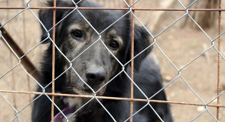 Anskaffelse af en voksen hund eller internathund | Læs - Brekz.dk