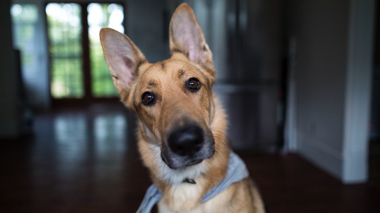 conjunctie Dakraam opening Hoe moet ik de oren van mijn hond schoonmaken? - Brekz.be