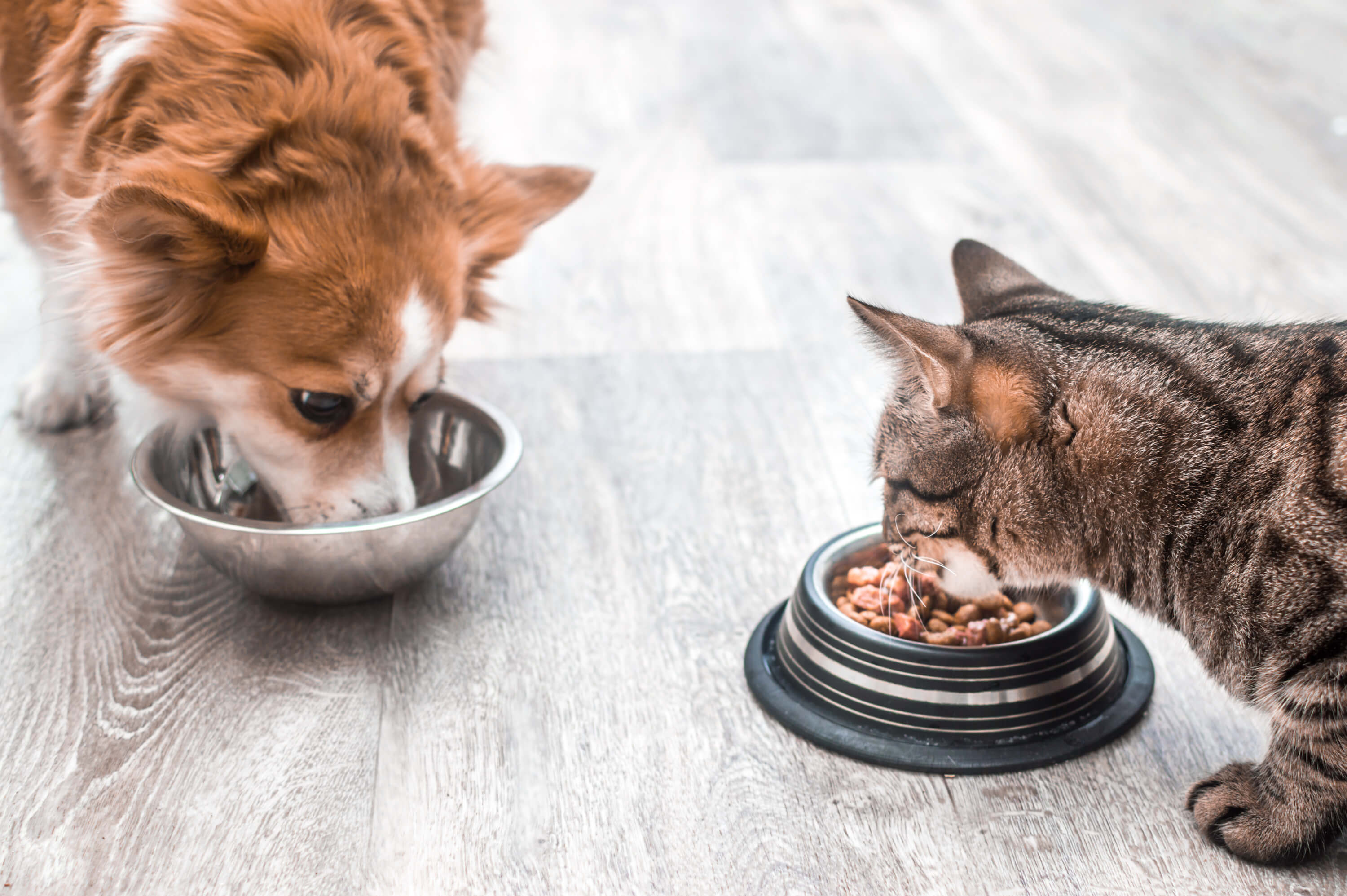 Hond & kat eten